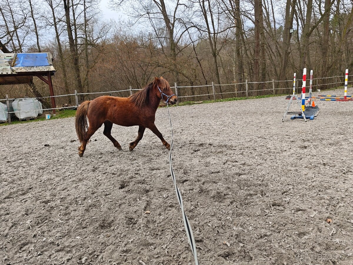 Pony klisna Welsh part bred s PP - 5