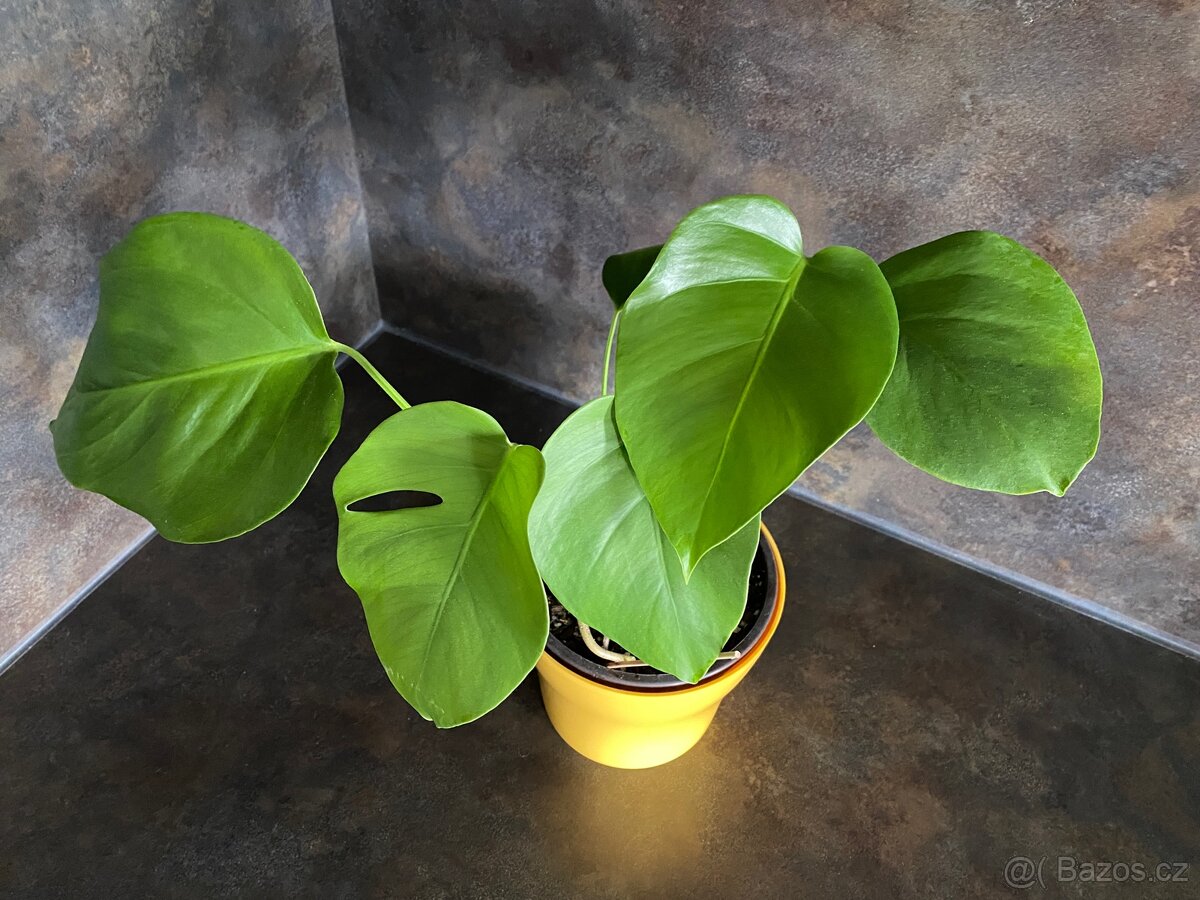 Monstera deliciosa - 5