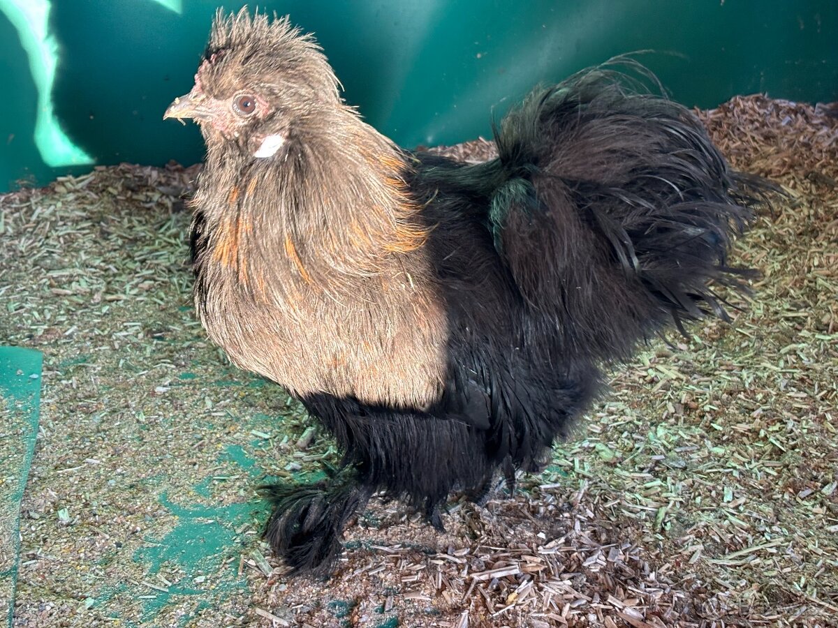 Daruji hedvabnicky velke - kohouti - 5