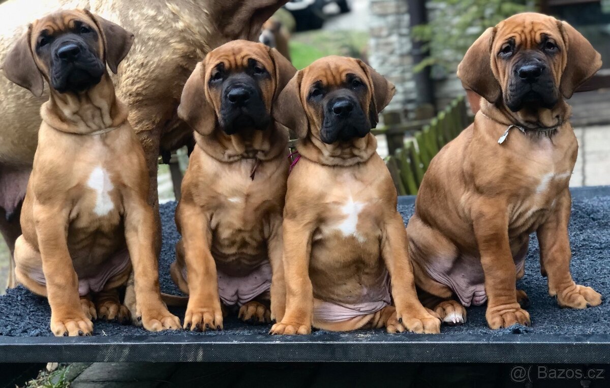 TOSA INU - štěňata s PP - 5