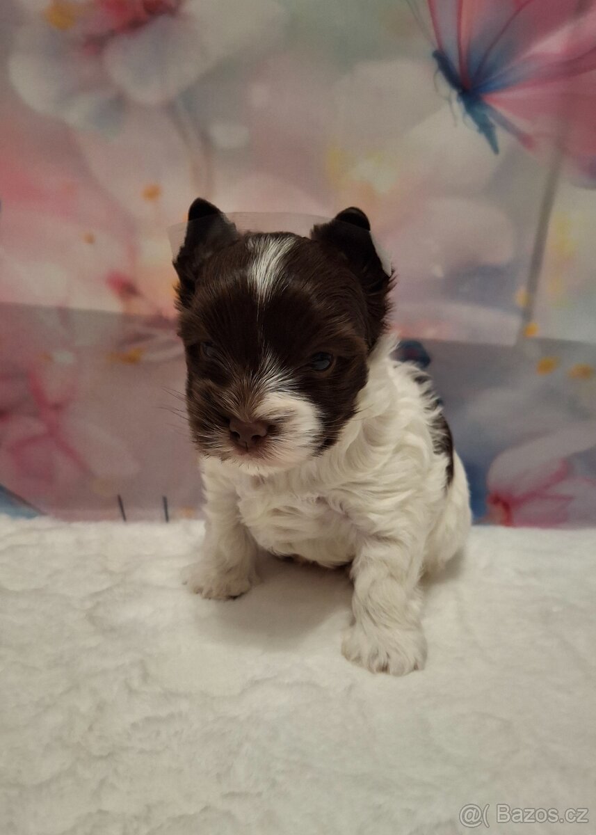 Jorkšírský teriér - biro, biewer - 5