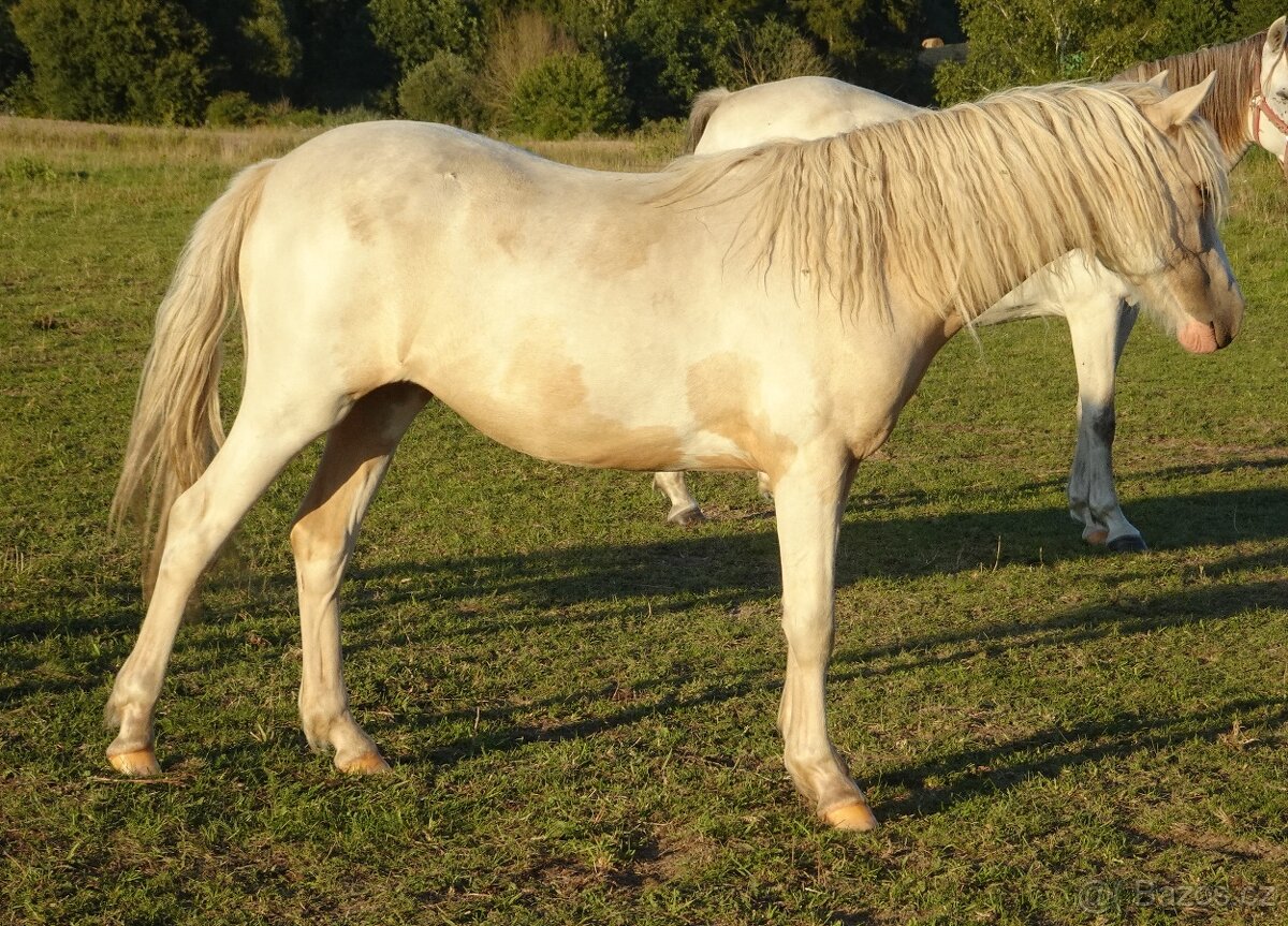 Prodám klisnu WPBr s PP, - 5