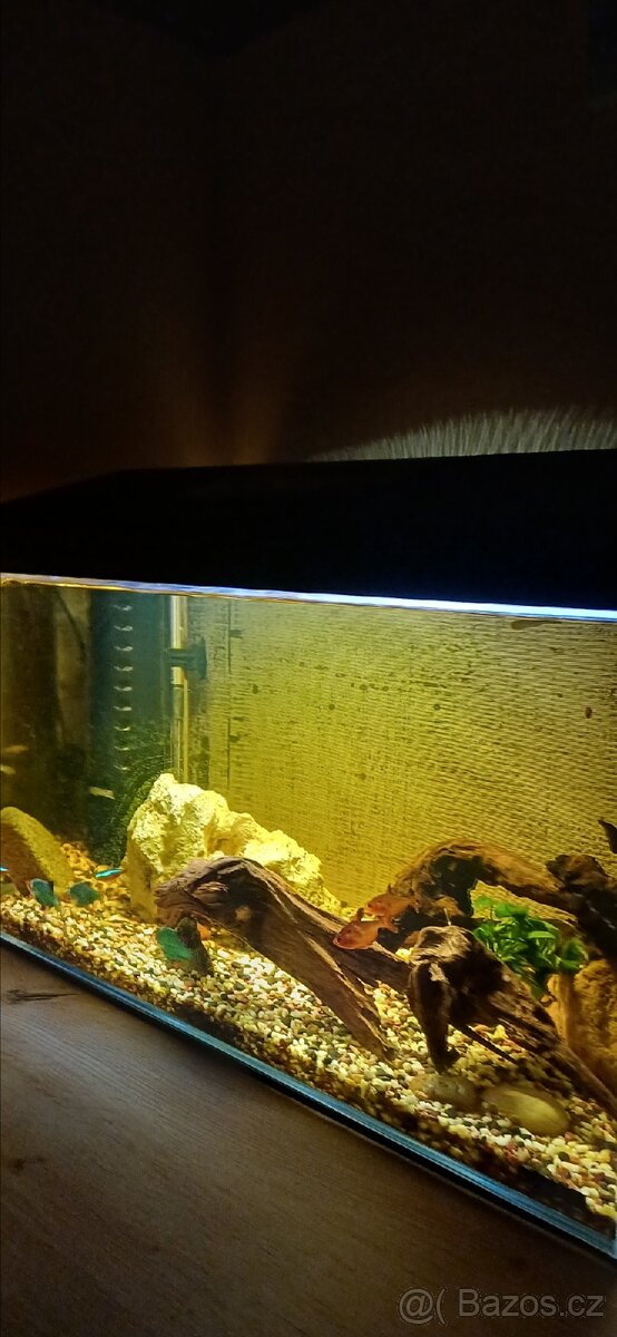 Zařízené akvárium - 5