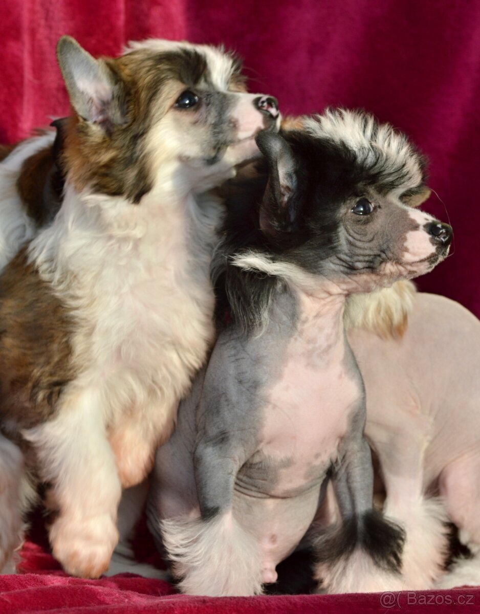 Čínský chocholatý pes s pp - 5