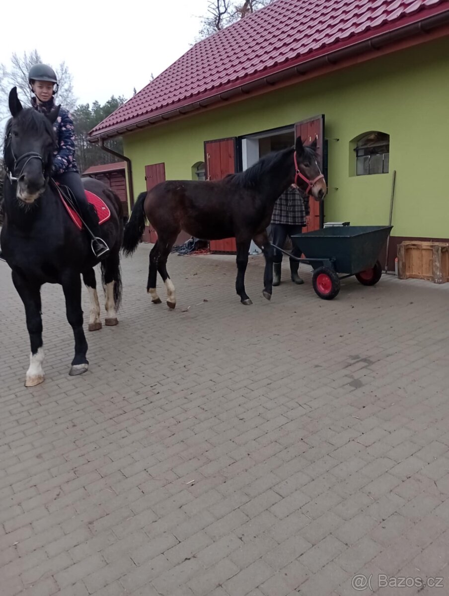 Šlonská klisna - 5