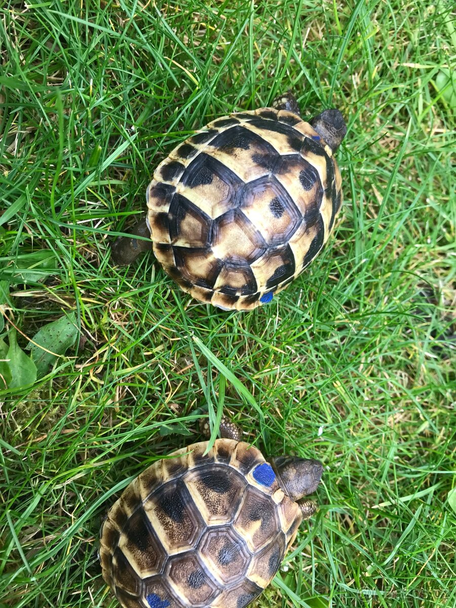 suchozemská želva, želva zelenavá - 5