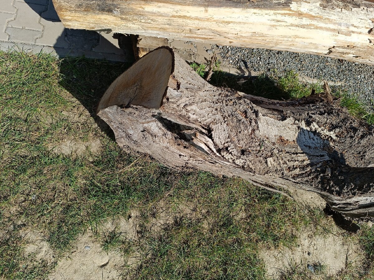 Prodám kmen čas kořene ořechů - 5