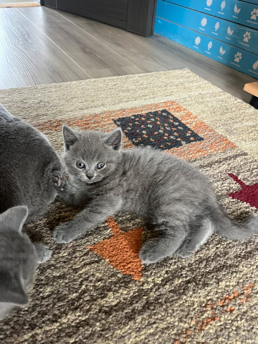 Britské kotatka - 5