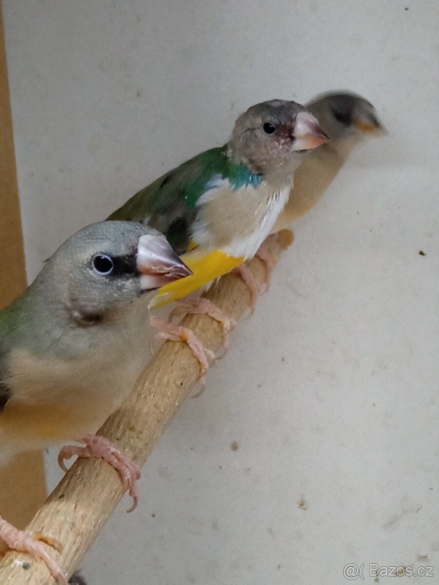 Amadina gouldova - 5