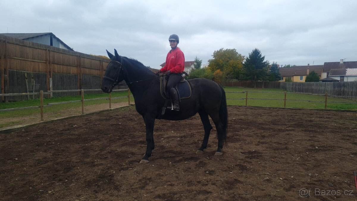 Kladrubský kůň - klisna stáří 11 let - 5