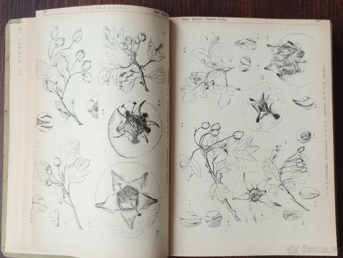 (Antikv.)Lesnická práce, časp. SET 12 - 5