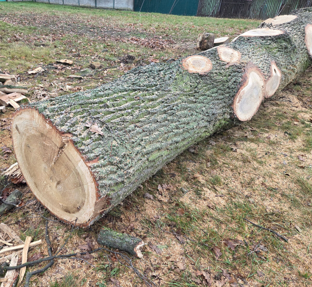 Dubová kulatina - 5