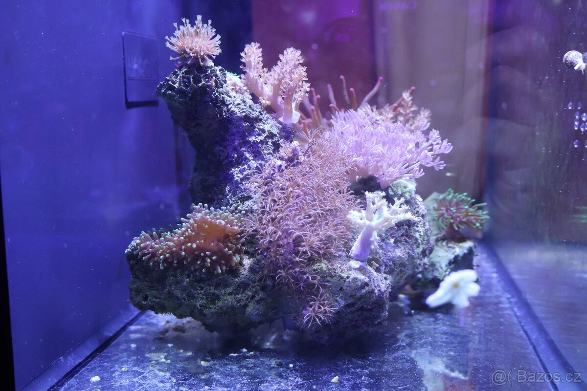 Mořské akvárium - 5