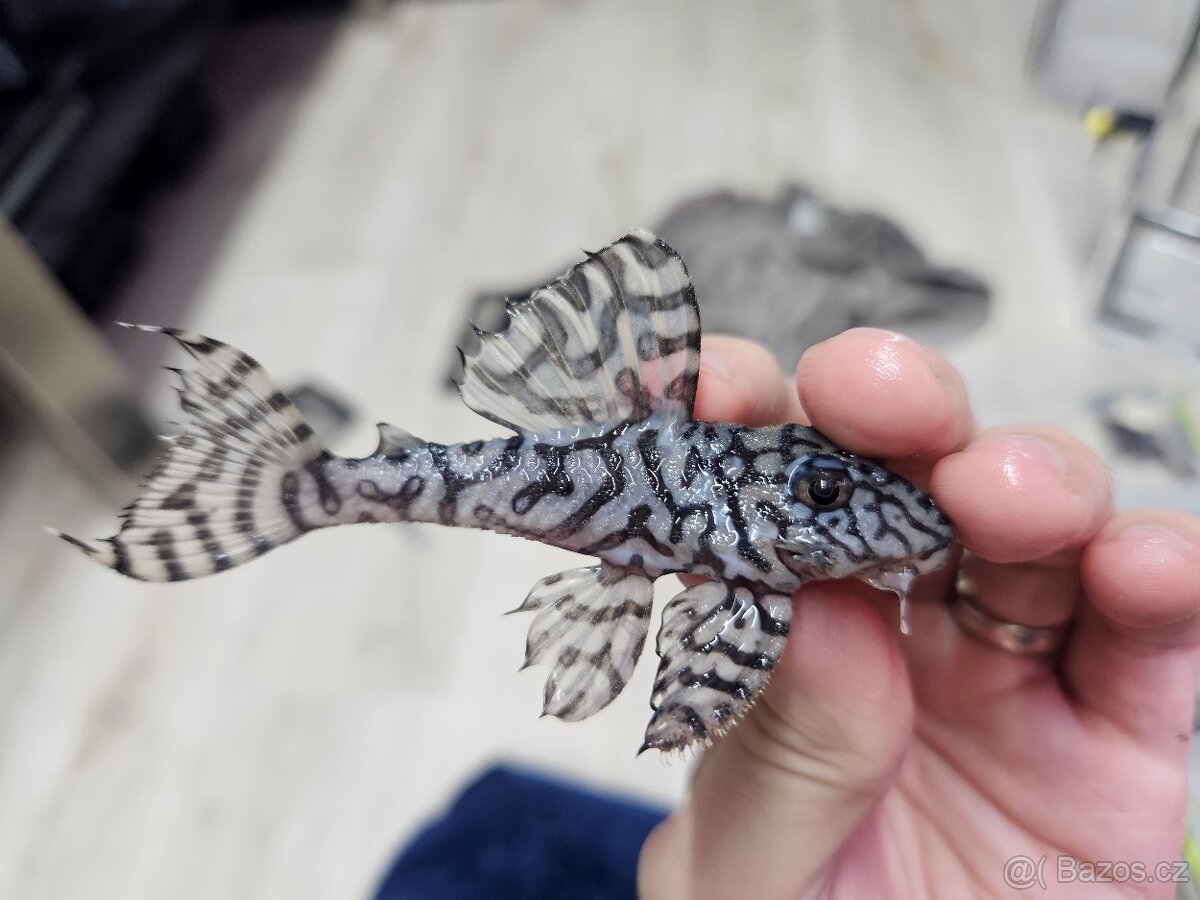 L 236 Super White - chovné páry - 5