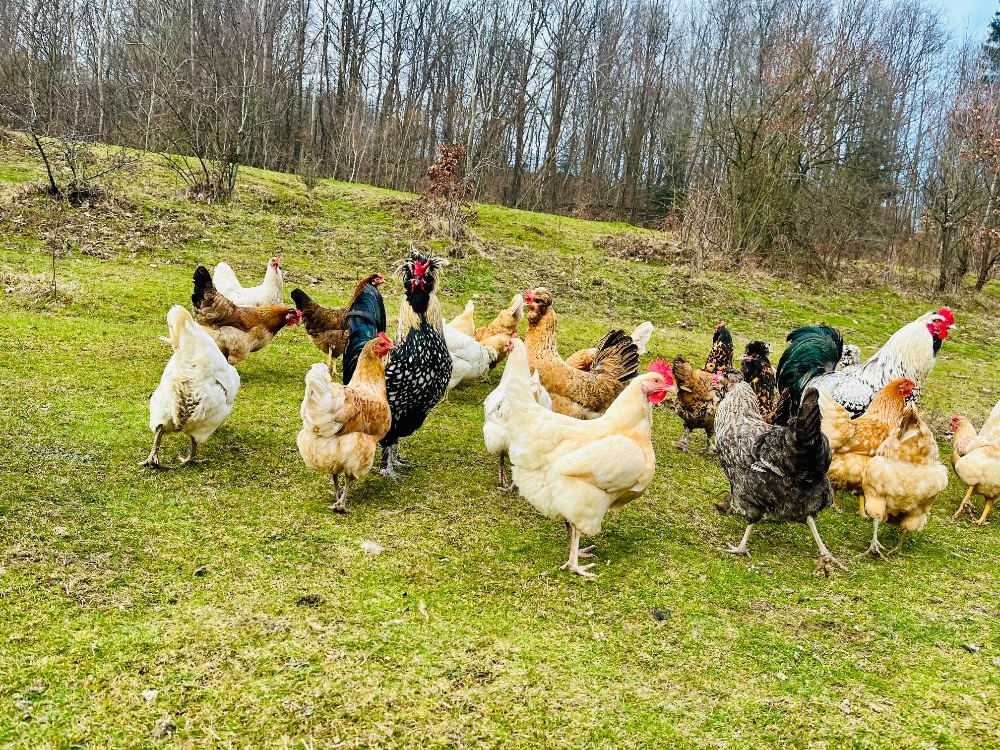 Násadová vejce - 5