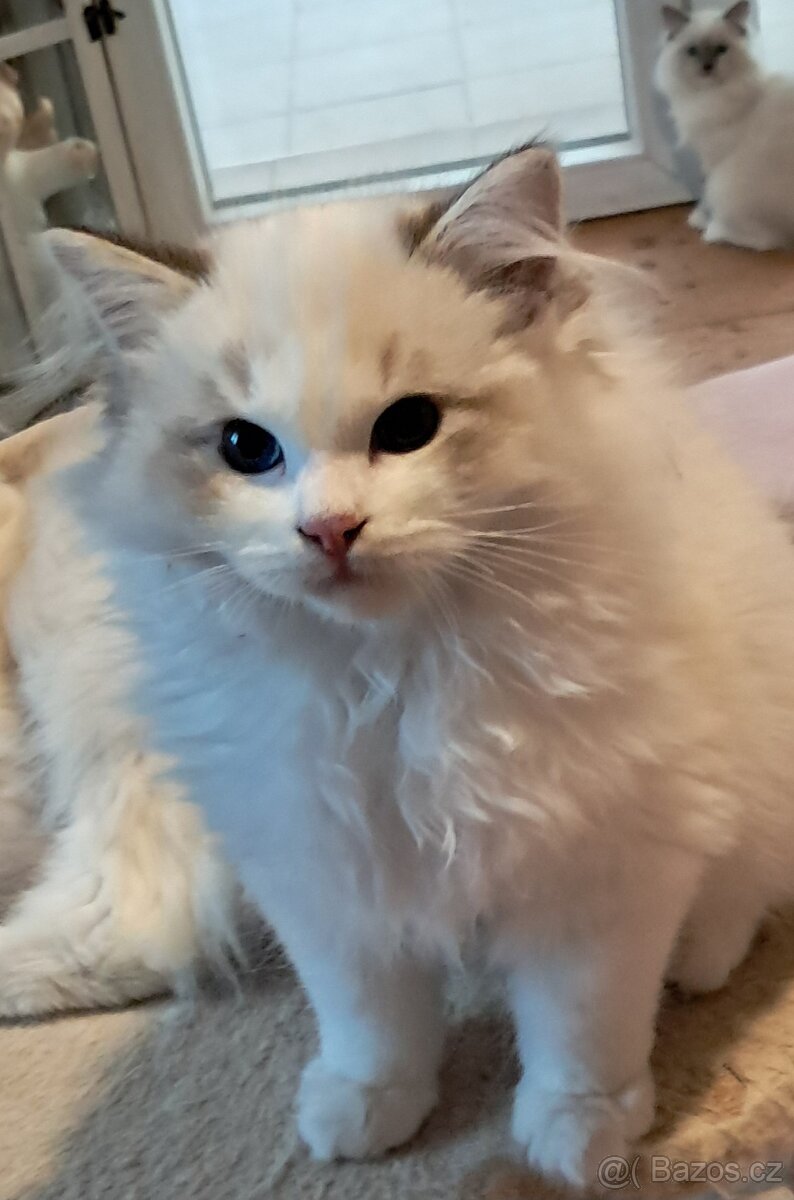 Koťátka ragdoll s PP (FIFE) - 5