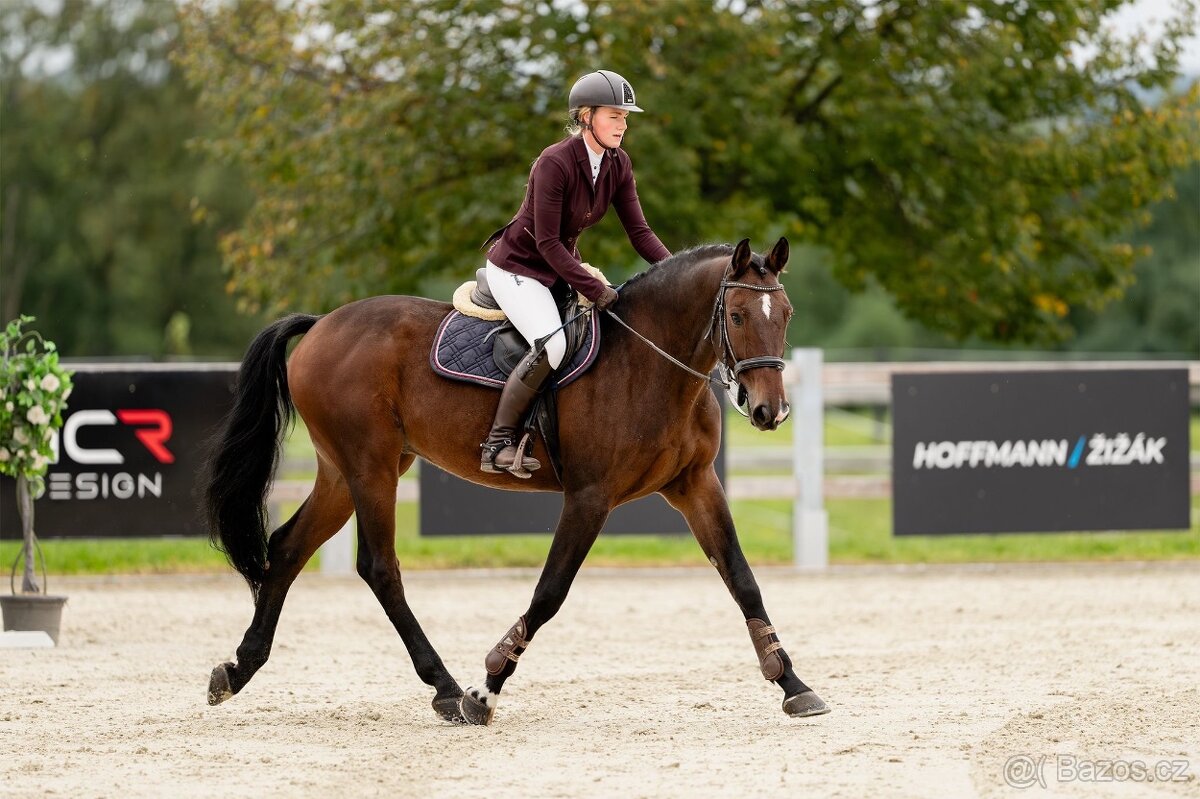 Hannoverský valach - 5