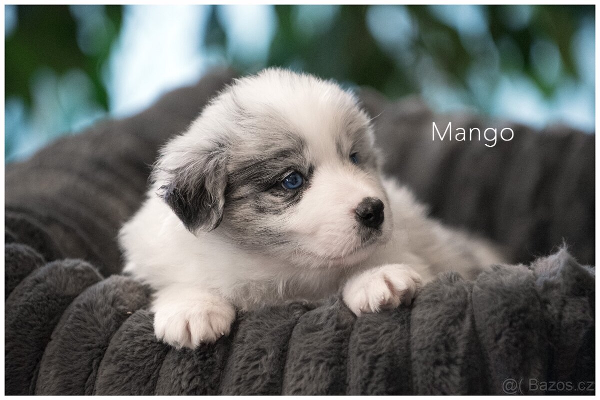 Border Collie, Border Kolia s PP FCI barva Blue Merle - 5