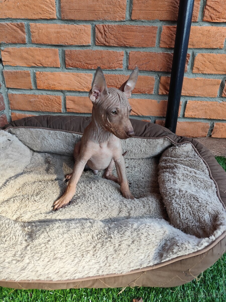 Americký bezsrstý teriér - 5