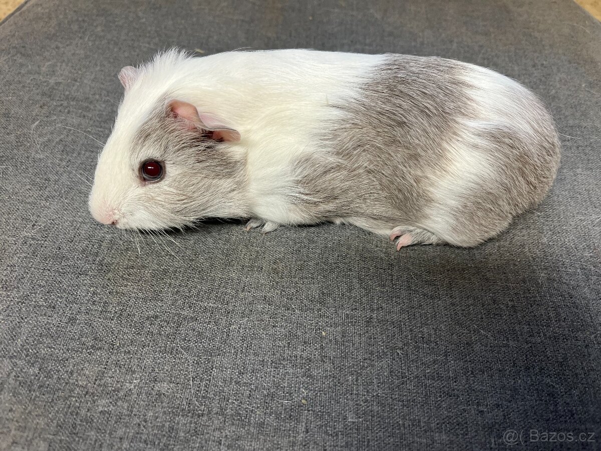 Morče, morčata - hladká, prodej - 5