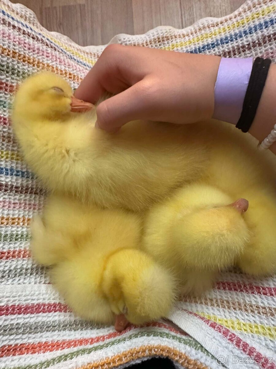 Husa česka a landerska - 5