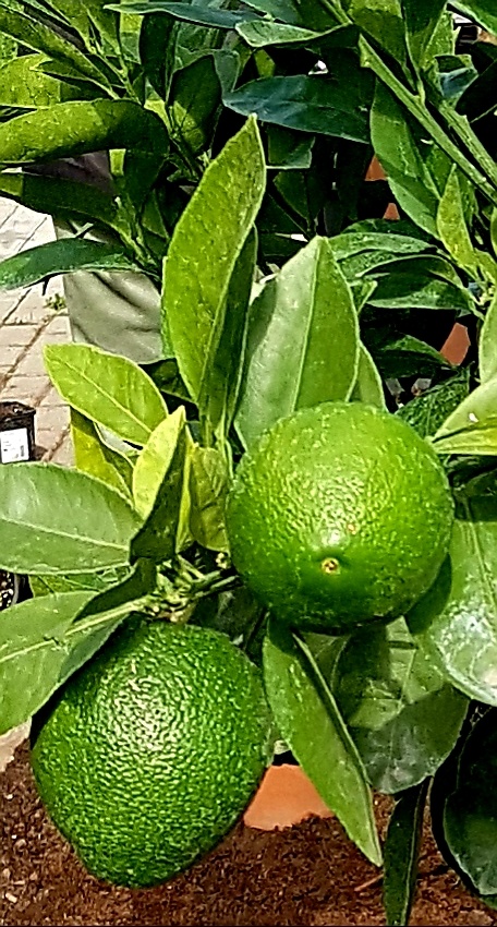 Pomerančovník, Hamlin, citrusy, stromky, S PLODY - 5