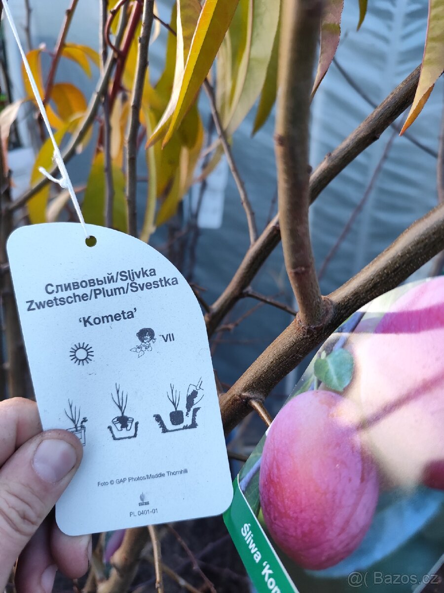 Ovocné stromky a keře - 5