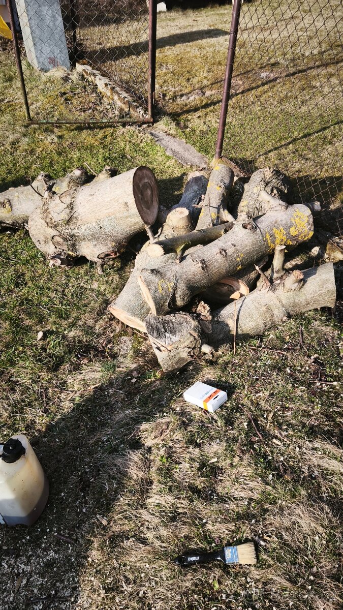 Dřevo ořešáku - 5