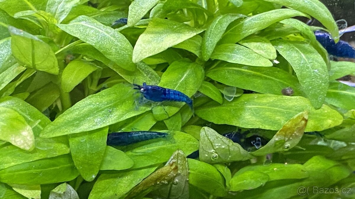 Krevetky Blue dream (Neocaridina davidi)NOVINKA-zasíláme - 5