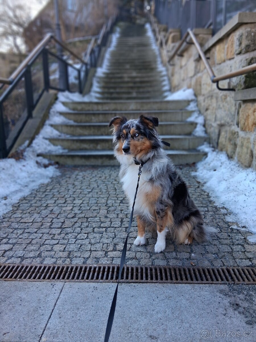 Jess hledám domov - 5