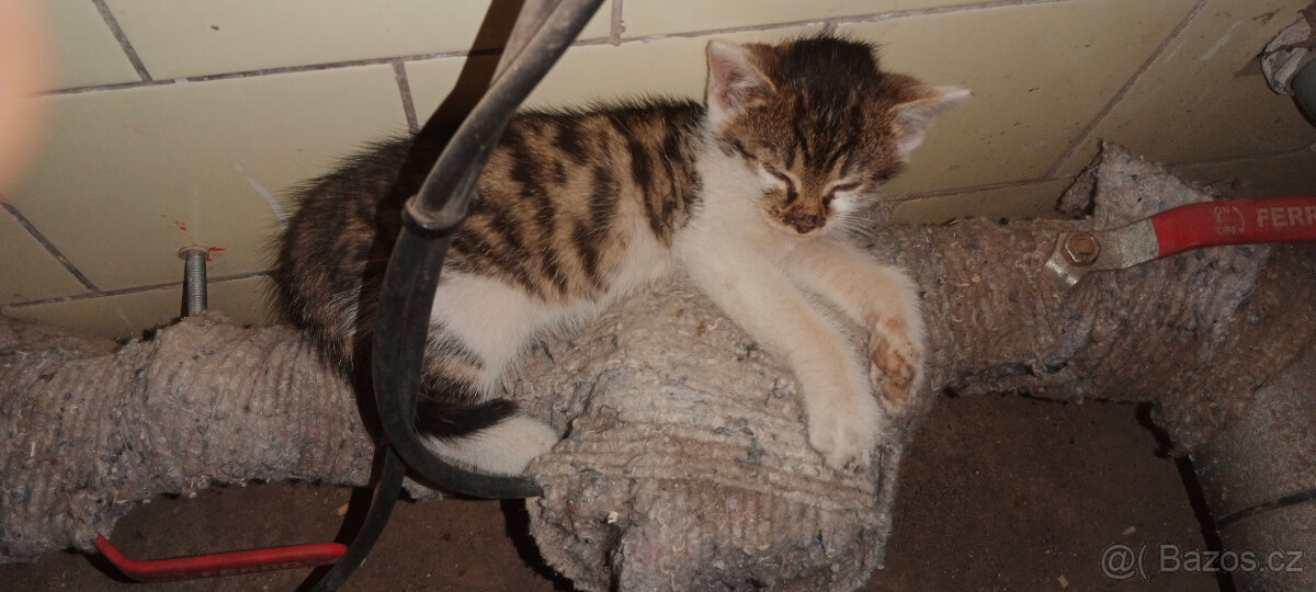 DARUJEME koťátka, koťátko, kotě, kocourka, kočičku - 5