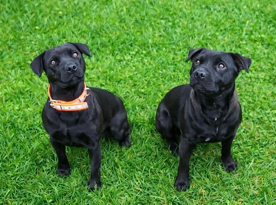 Patterdale teriér - 5