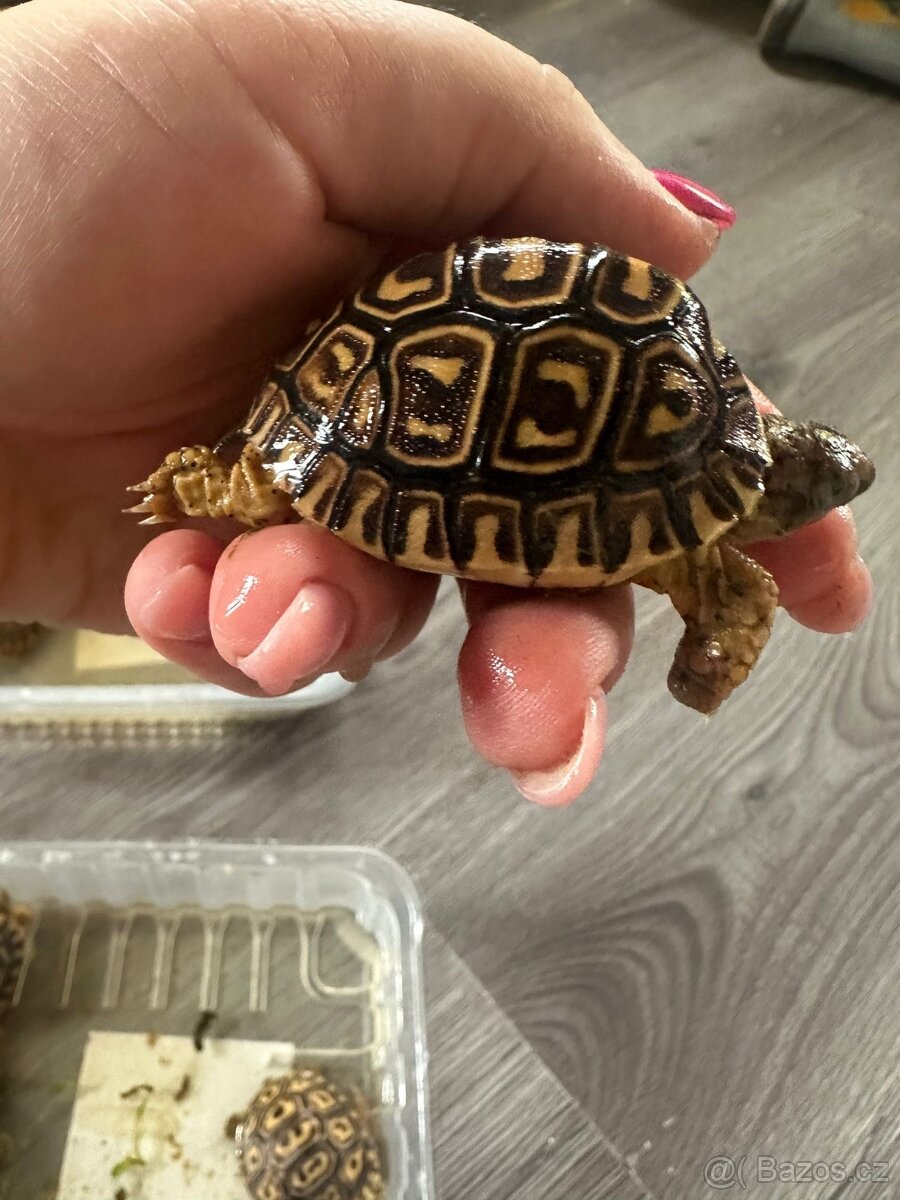 Želva pardáli - 5