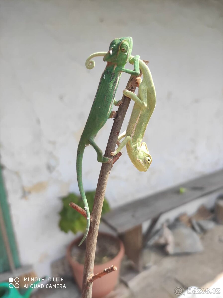 chameleon jemenský, terárium - 5