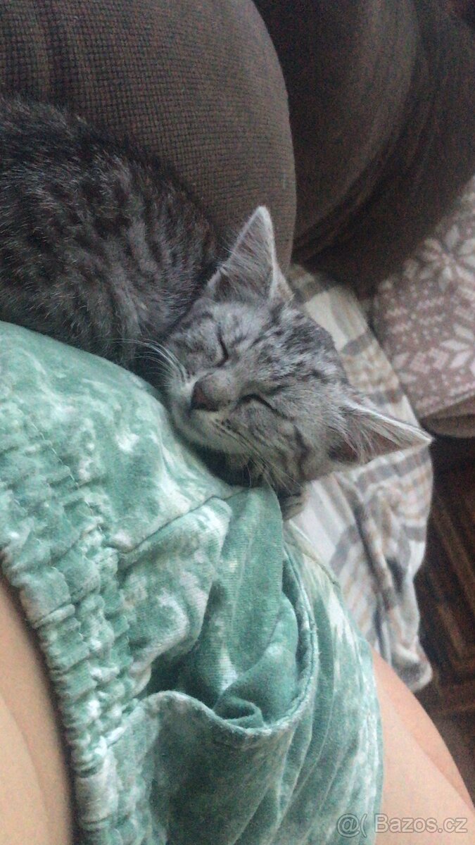 Daruji kotě - 5