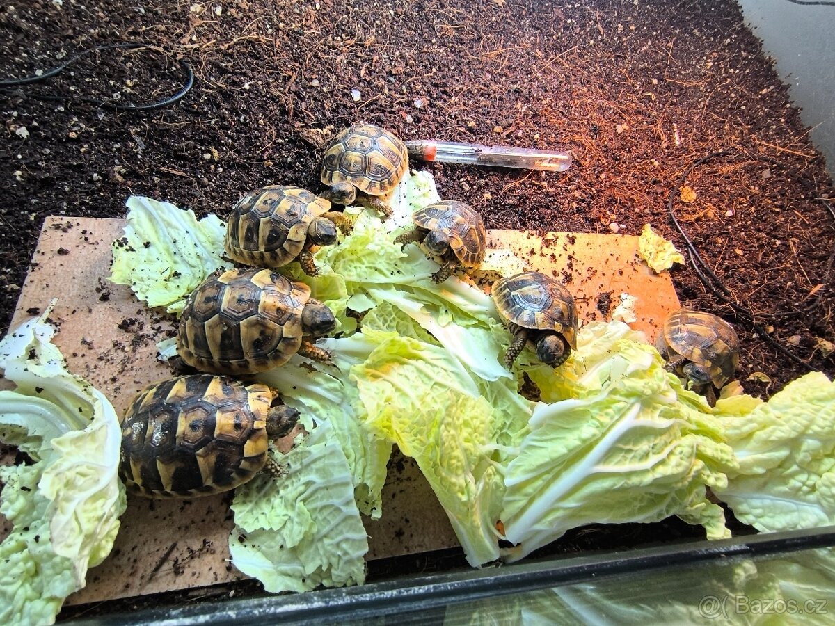 Želva zelenavá - 5