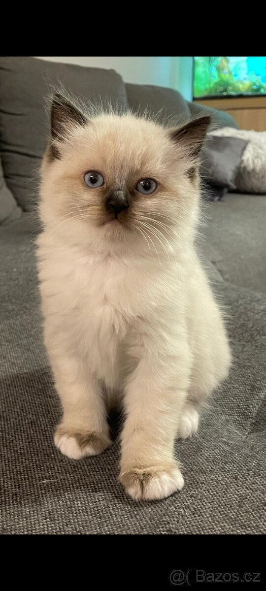 Koťátka Ragdoll - 5