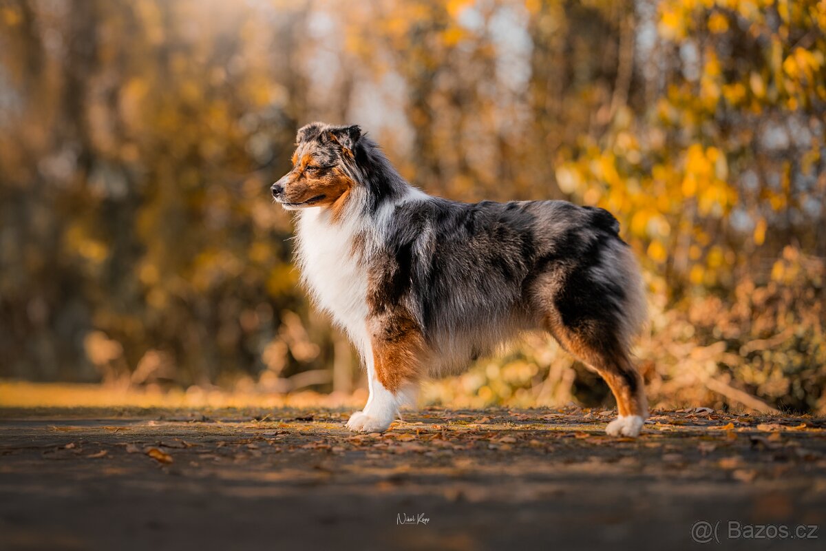 Australský ovčák - krytí chovným psem - 5