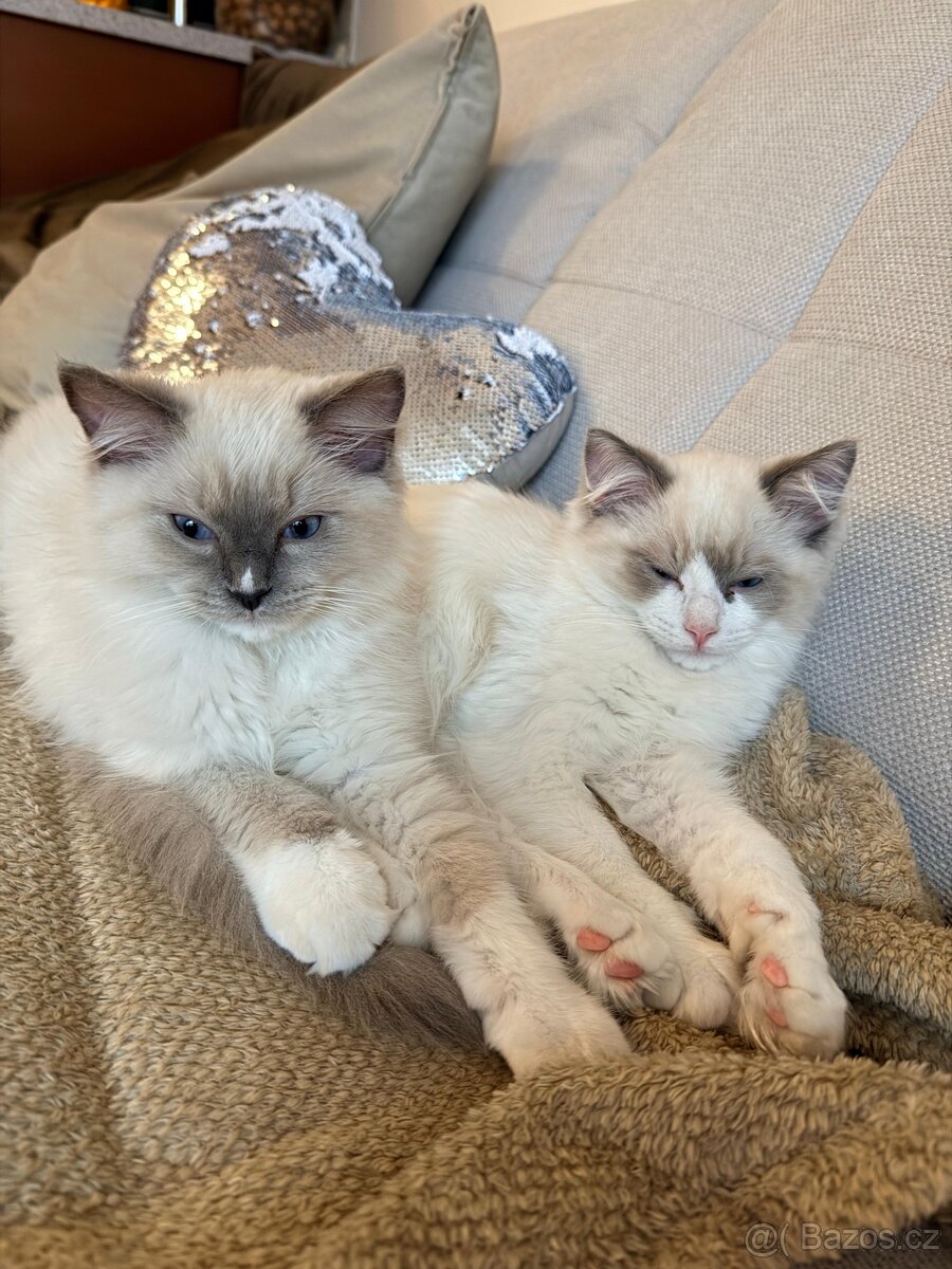 Ragdoll koťátka s PP - 5
