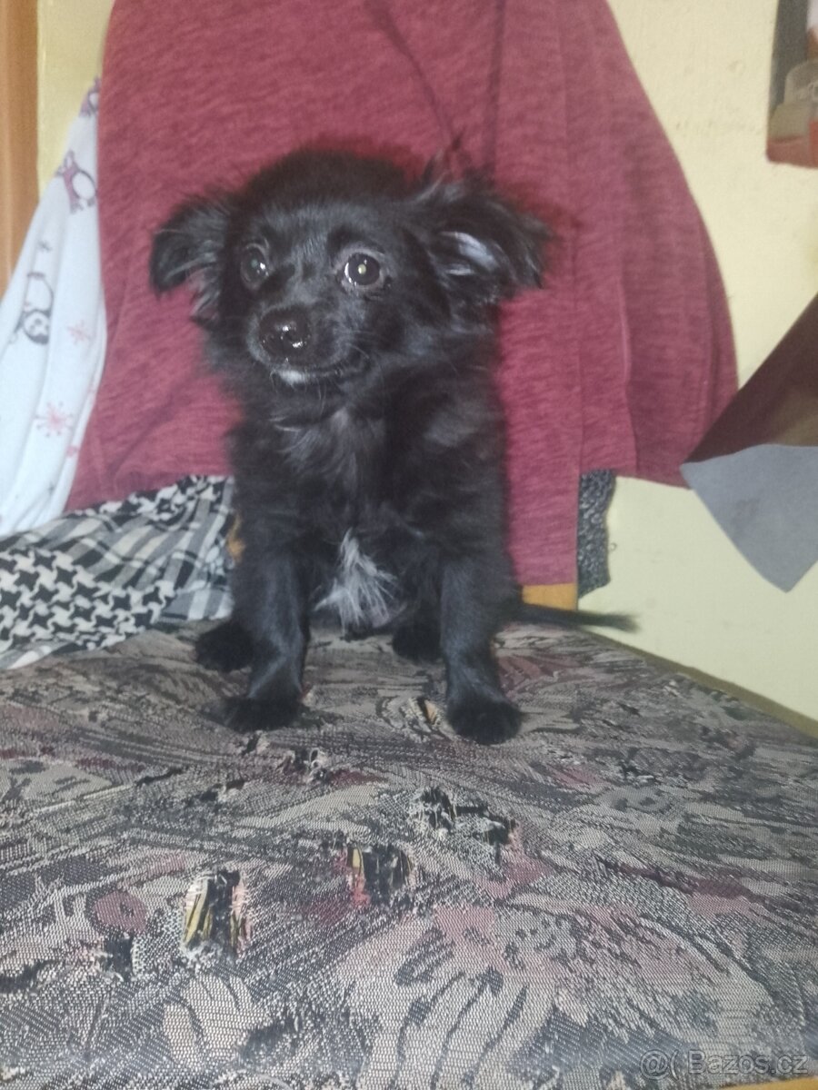 Štěně čivavy - 5