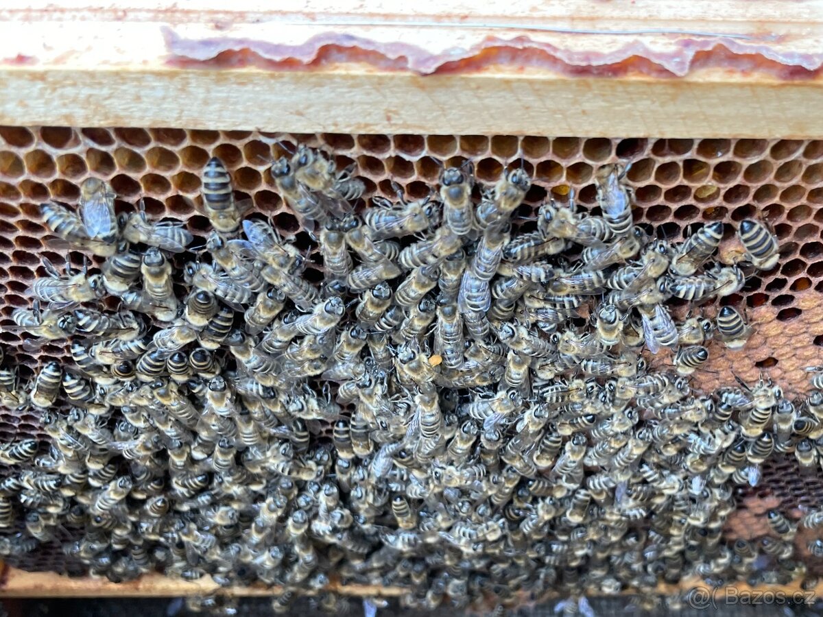 Oddělky a včelstva - 5