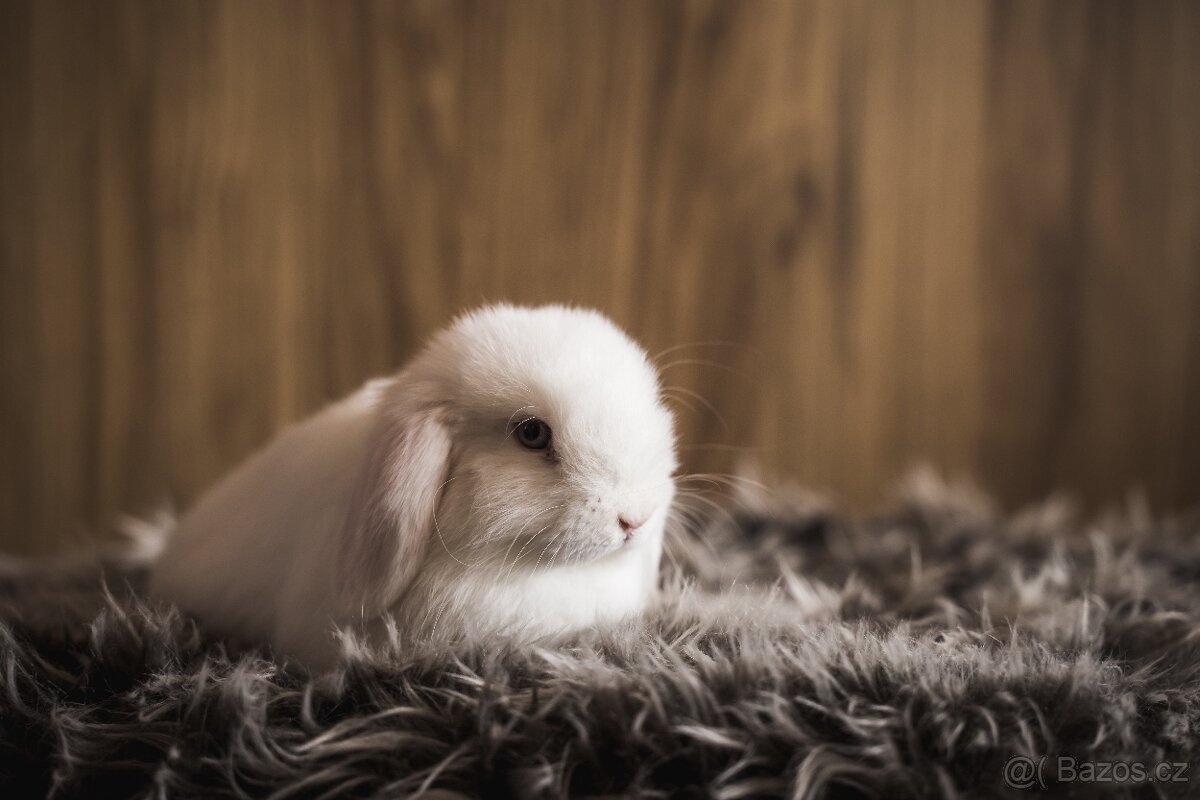 Zakrslý králík - minilop - 5