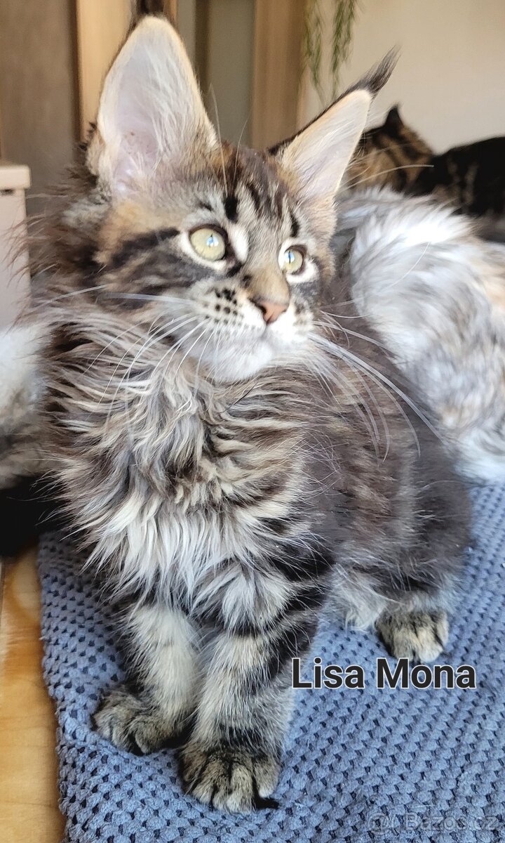 Mainská mývalí koťátka s PP - 5