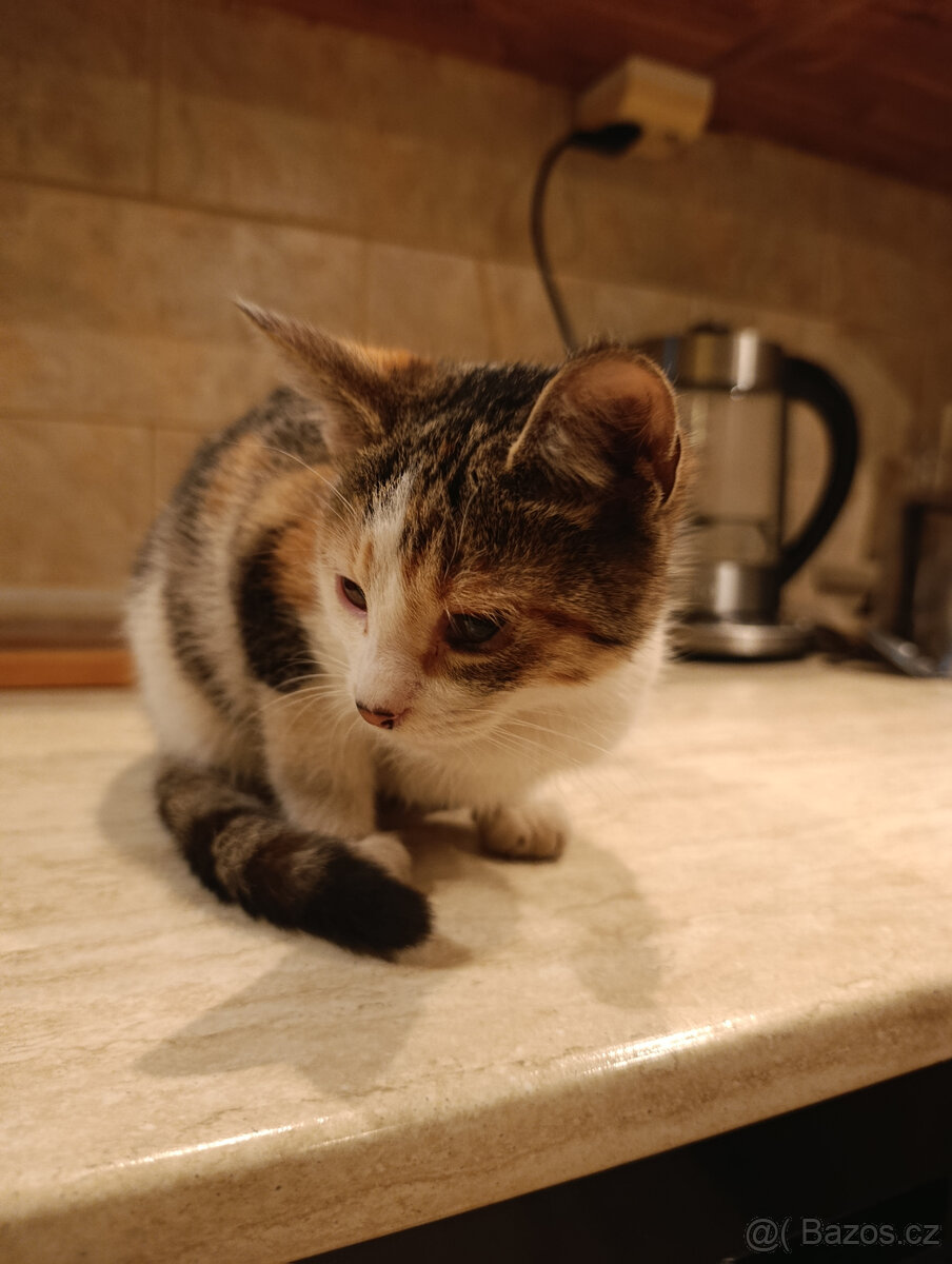 Daruji kotě - 5