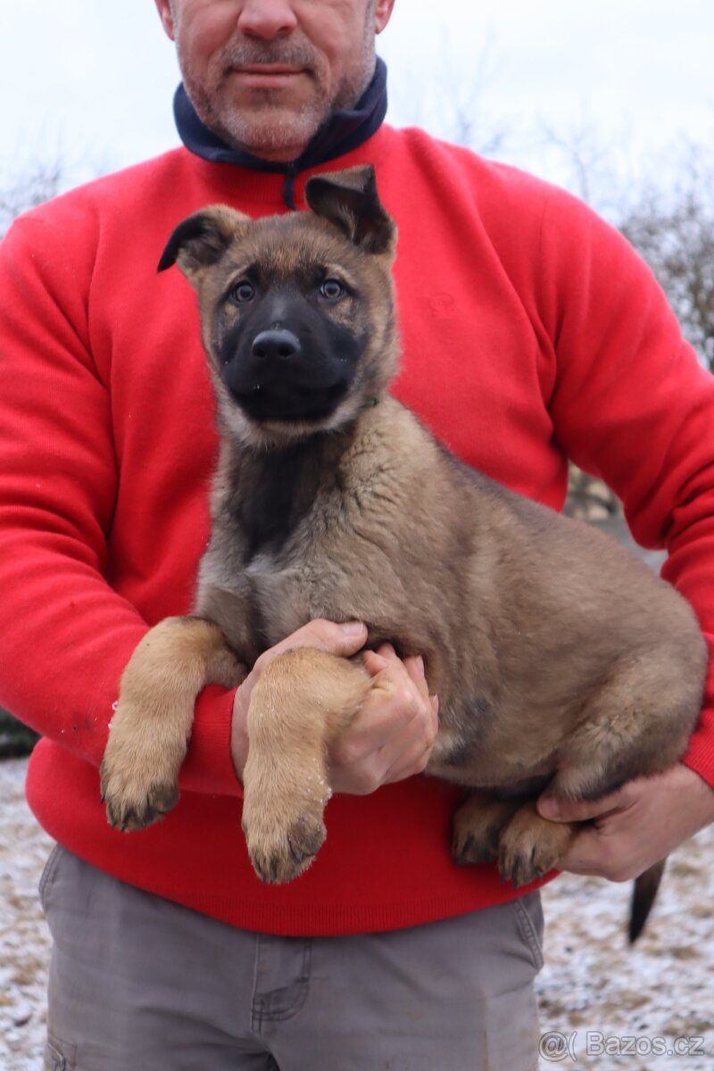 Německý ovčák štěňata s PP, work line, - 5