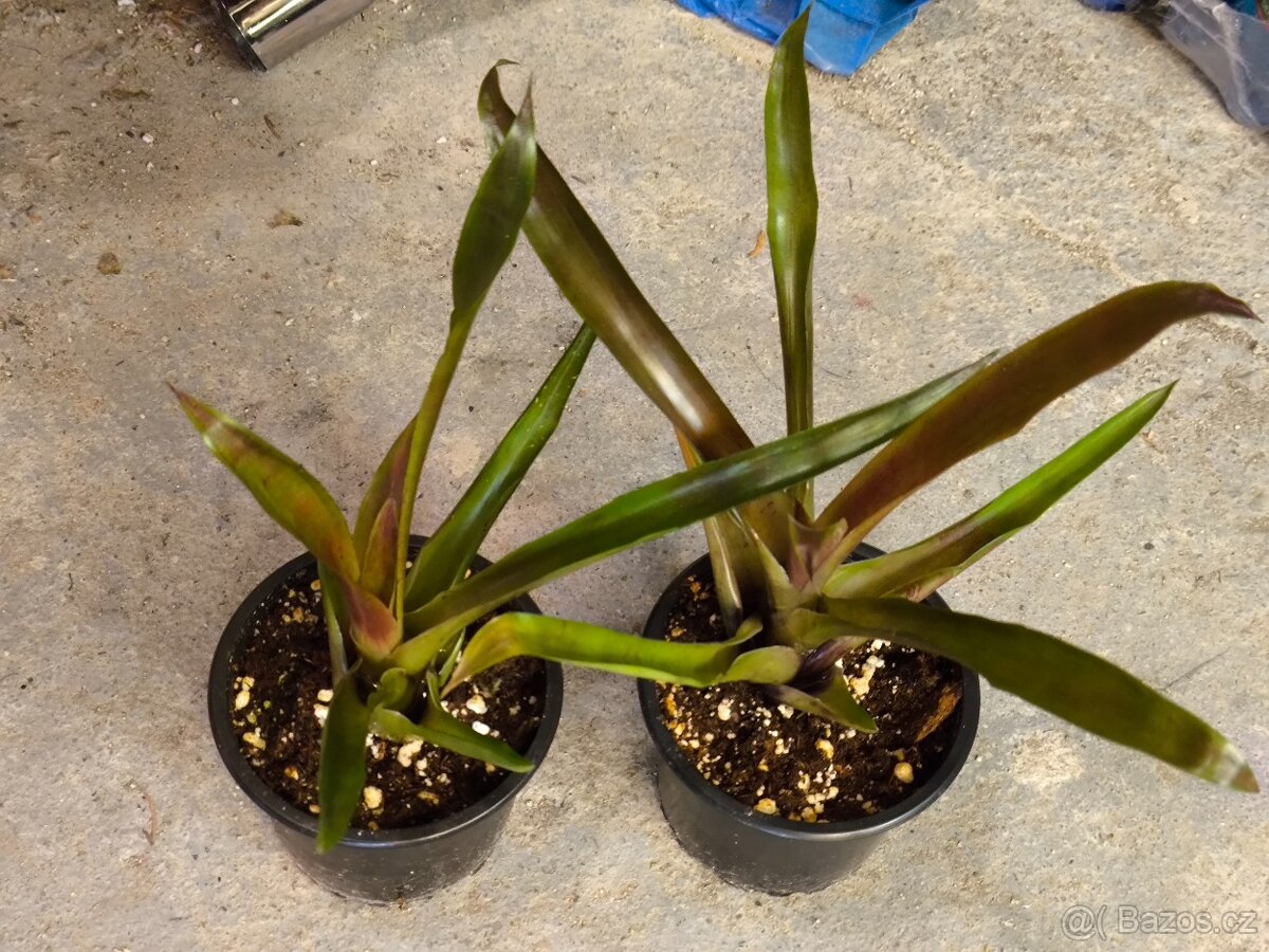 Krásné bromélie - 5