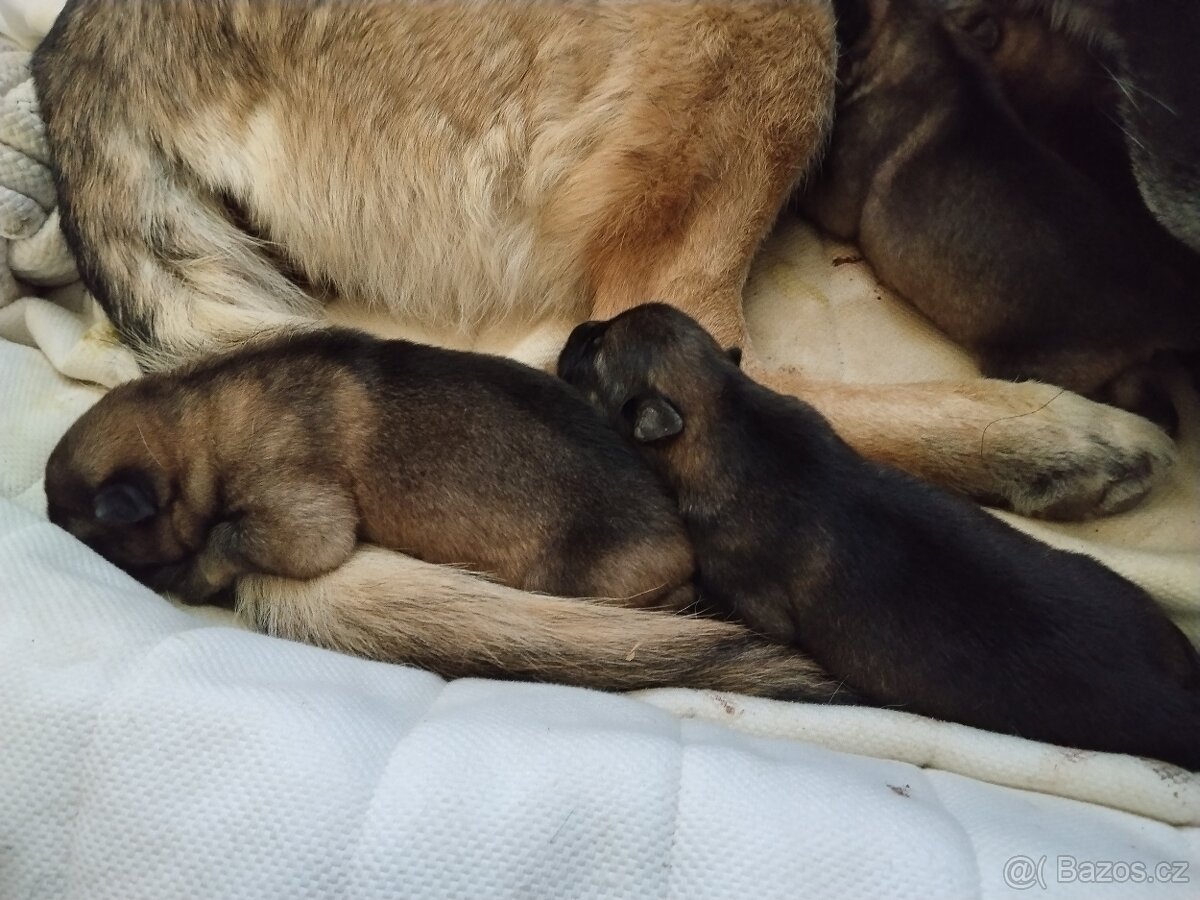 Štěňátka ♥️ - 5