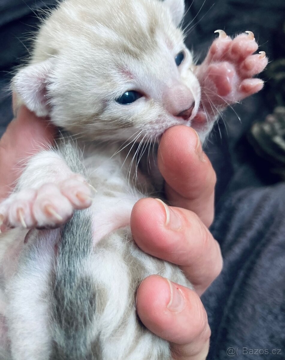 Bengálská kočka,bengálské kotě - 5