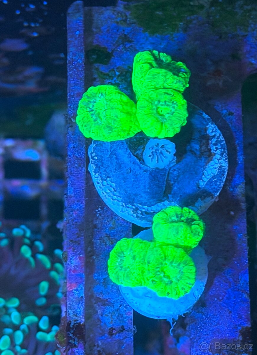 Mořské korály LPS/SOFT/SPS - 5