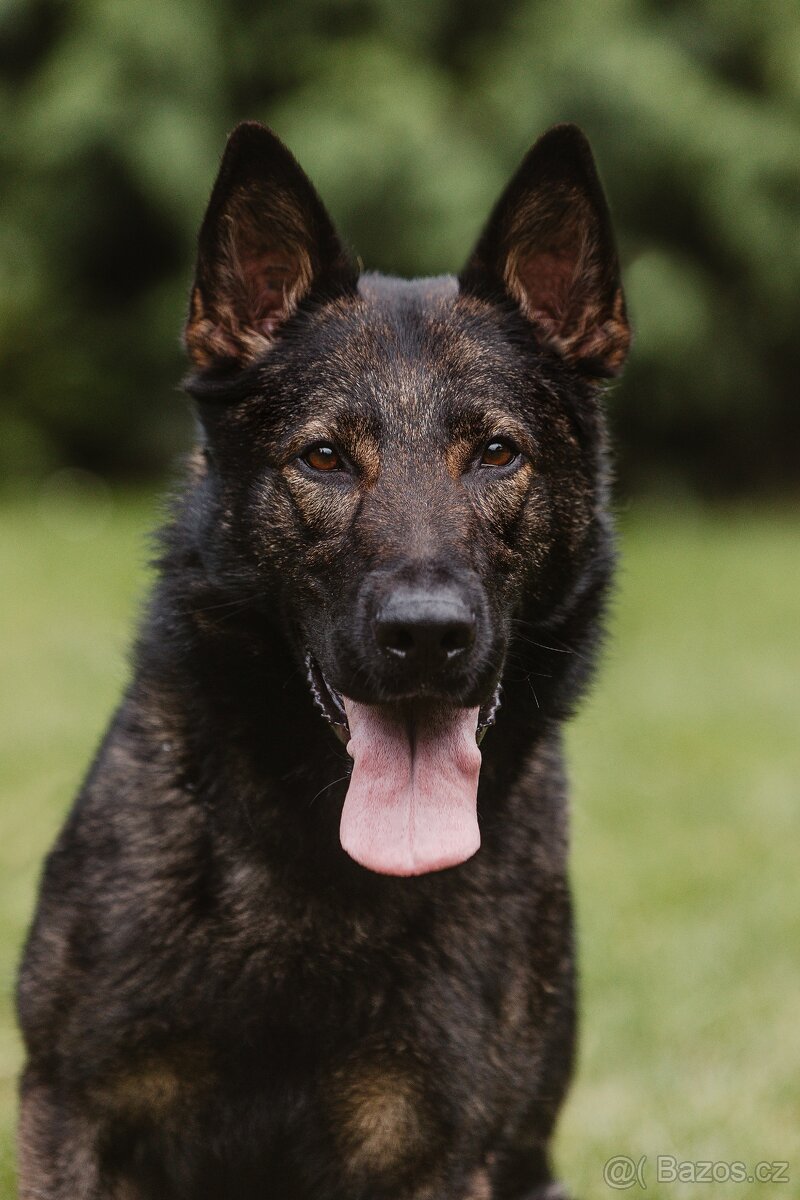 Německý ovčák s PP - 5